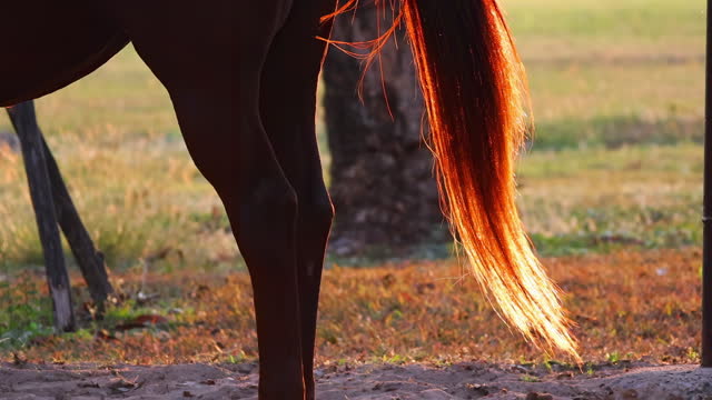 Horse's Tail