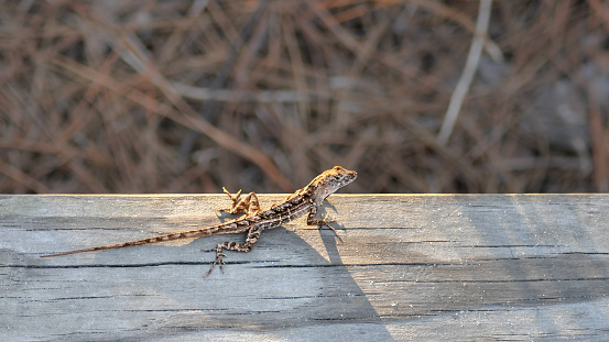 A brown anole (Anolis Sagrei) on a boardwalk with the sun shining on it, copy space, 16:9