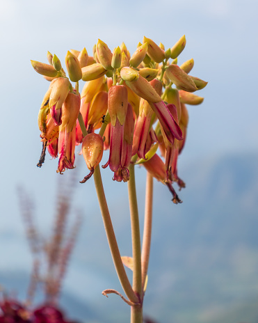 Aloe vera flower with blurry background stock photo