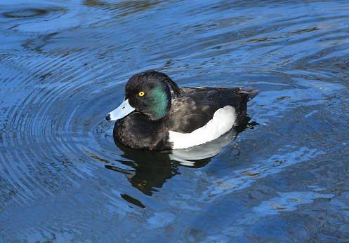 Tufted duck (or tufted pochard) (Aythya fuligula), small diving duck