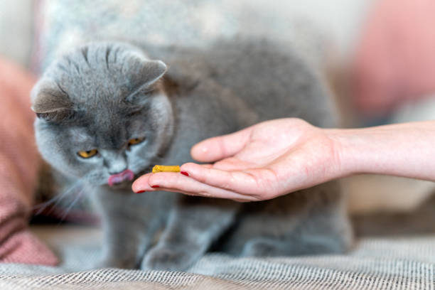 Close-up of a woman's hand feeding a gray cat that is licking its lips.