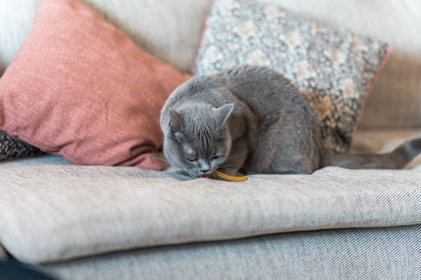 Domestic cat eating a snack on the sofa