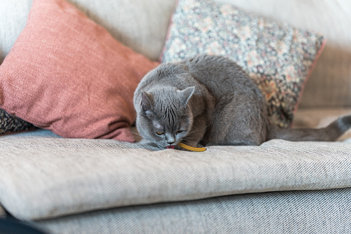 Domestic cat eating a snack on the sofa