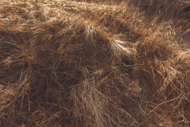 tall gold grass on  the field in the sunset light