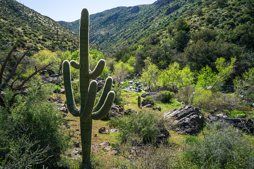 Sonoran Springtime along Cave Creek in Tonto National Forest