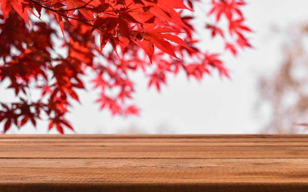 istock Autumn background with red Japanese maple leaf branches and empty wooden surface board 2148531563