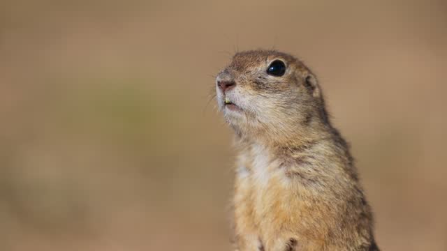 Portrait of Funny gopher, little ground squirrel or little suslik, Spermophilus pygmaeus is a species of rodent in the family Sciuridae. Suslik in wildlife. Slow motion video