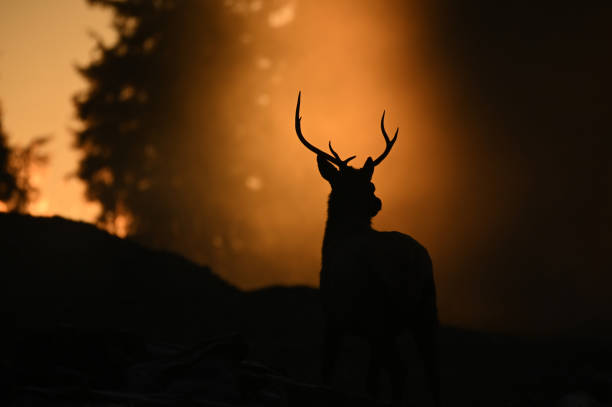 Male elk silhouette at dusk