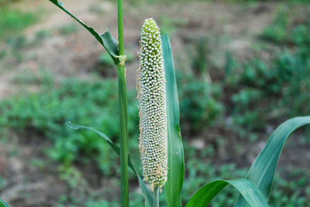 Pearl millet growing up at field