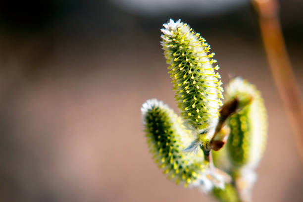 Flower spike of pussy willow