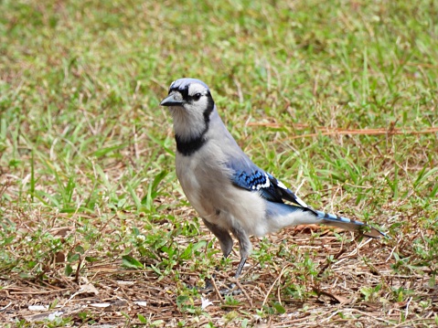 Blue Jay -  profile, standing on the ground