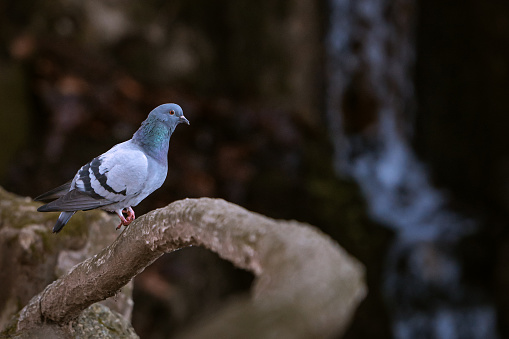 Serene pigeon perched by waterfall