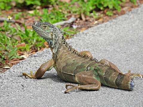 Green Iguana - profile, in the road, missing tail