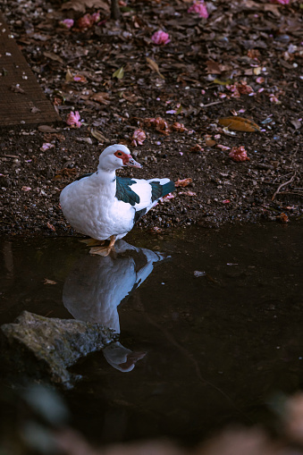 Serene reflections: A Muscovy Duck by the water's edge