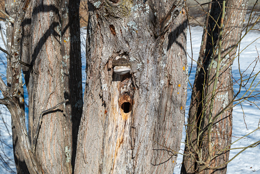 Birdhouse built by nature itself (woodpecker).\nPicture from Vasternorrland Sweden.