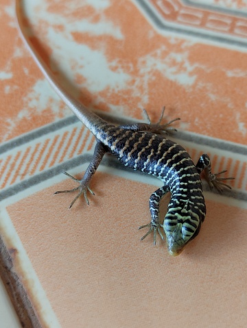 Dasia olive is a type of tree lizard that looks for insects around trees