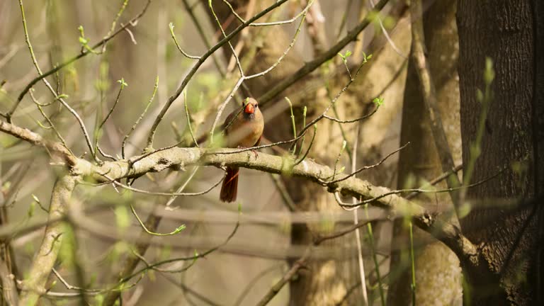 Female Northern Cardinal Bird Sitting In A Maple Tree On A Spring Afternoon