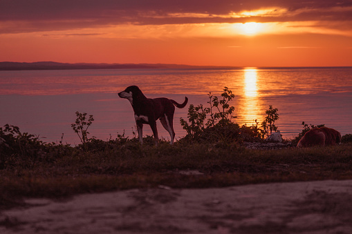 A dog standing at the sunset