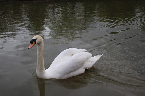 Single white swan up close swimming in a canal