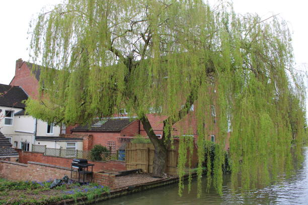 istock Large weeping tree taken by canal river 2148535324