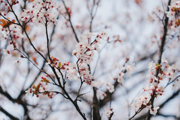 istock A photo of cherry blossoms in spring with a blurred background. 2148535668