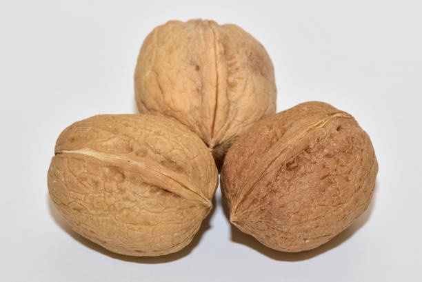Leaf arrangement of Manchurian walnut (Juglans mandshurica) showing pinnate compound leaves in a natural forest setting. Medicinal tree native to Korea.