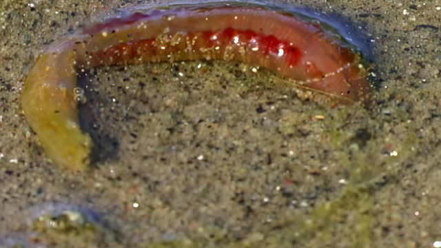 Grown larva of underwater sea worm Nereis virens on seabed.