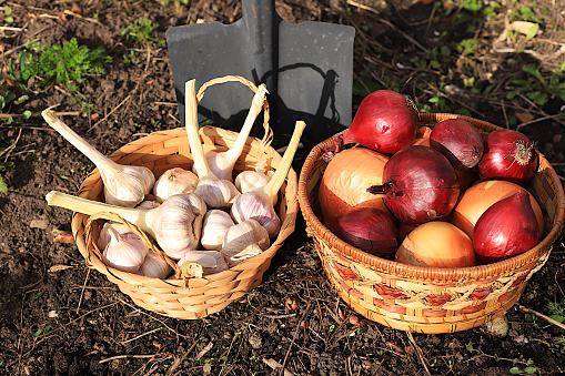 Garlic and onions in a basket in the spring garden. Preparation for planting in the village for growing environmentally friendly products. The concept of spring work in agriculture. advertising a healthy lifestyle. selection focus