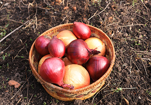 Onions in a basket in the spring garden. Preparation for planting in the village for growing environmentally friendly products. The concept of spring work in agriculture. advertising a healthy lifestyle. selection focus