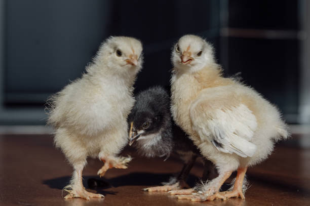 istock Close-up of three young chicks on a wooden floor 2148536320