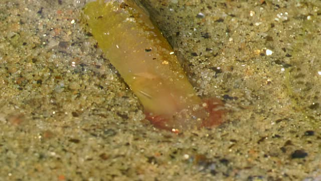 Grown larva of underwater sea worm Nereis virens, close up.