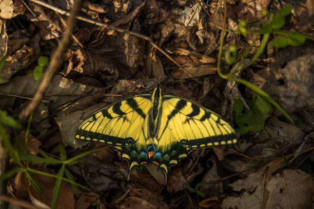Shawnee National Forest