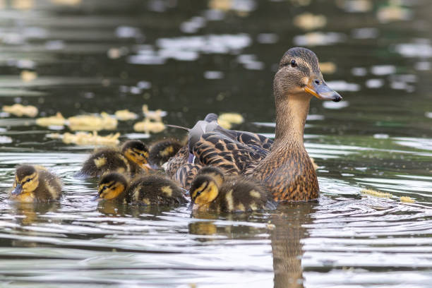 istock mallard hen with newborns on duck pond 2148537334