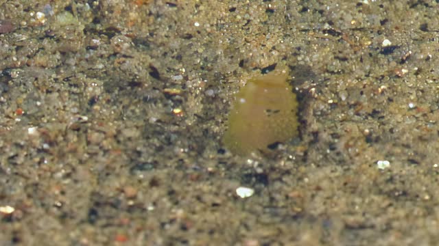 Matured larva of underwater Nereis virens, close up.