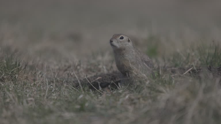 Portrait of Funny gopher in wildlife, little ground squirrel or little suslik, Spermophilus pygmaeus is a species of rodent in the family Sciuridae. ProRes 422, 10 bit ungraded C-LOG, Slow motion