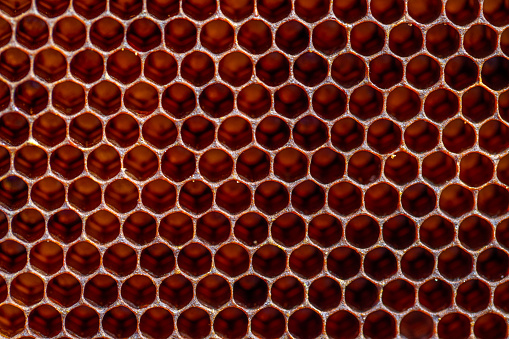 Close up of a frame of honeycomb