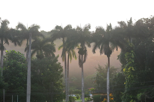 Strange dawn light filtered by a heavy downpour on a rainy day among the lush tropical vegetation of rainforest and tall royal palms in the Valle de San Vicente Valley-Valle de Viñales Valley, Cuba.