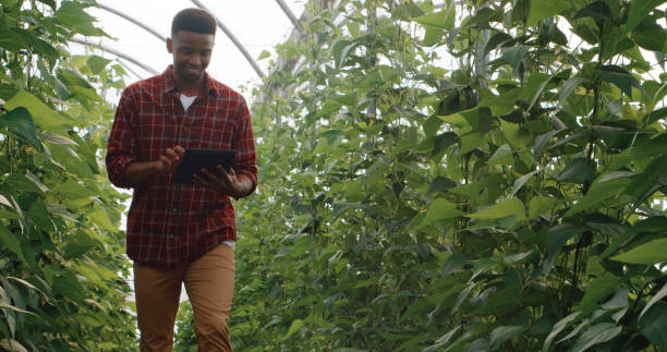 istock Sustainable, tablet and man by plants for inspection with growth, production or development. Greenhouse, ecology and farmer checking greenery with digital technology in agro and nature environment. 2148539207