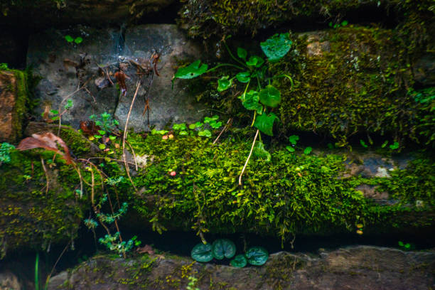 A green wall adorned with leaves lines the rainy road, creating a refreshing and serene scene of nature's embrace along the wet pathway.