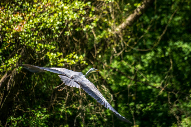 istock Skyward Majesty: Flying Heron in the Nature's Embrace 2148540127