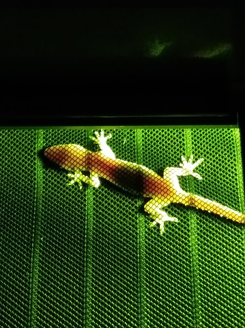 Porch light shines on and through a green anole lizard sticking to a screen under a porch light, he's hunting for bugs.  the top half is left black on purpose to leave room for text.