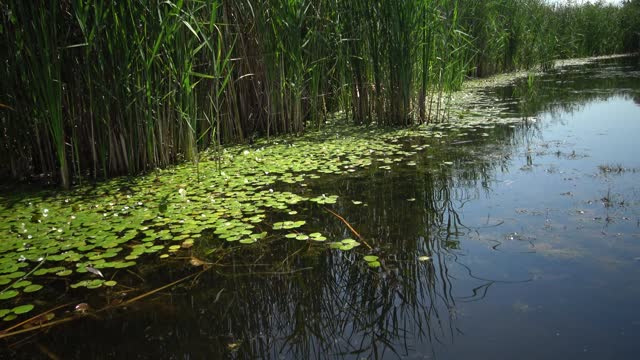 Hydrocharis morsus-ranae, frogbit, is a flowering plant. Beautiful scenery of wildlife on Lake Kugurluy, Ukraine.