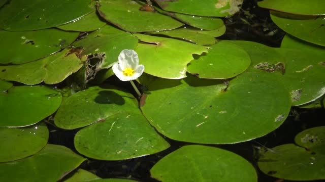 Hydrocharis morsus-ranae, frogbit, is a flowering plant. Beautiful scenery of wildlife on Lake Kugurluy, Ukraine.