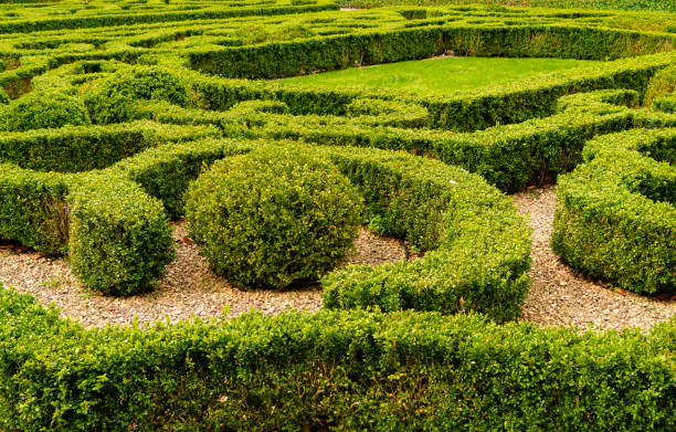 istock Trimmed boxwood bushes in an old garden 2148541890