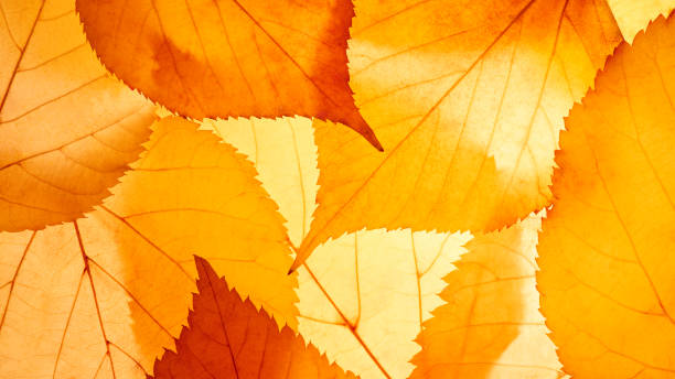 istock Autumn leaves on the sun. 2148542228