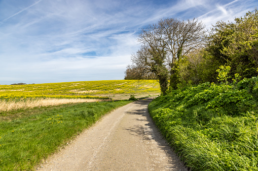 A country road through rural Sussex farmland, on a sunny spring day
