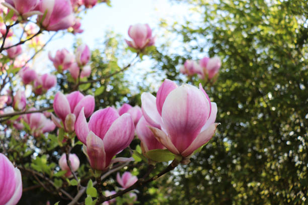 istock Blooming magnolia tree with large pink flowers 2148542416