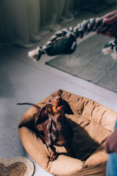 istock Playful Dachshund Dog Enjoying Playtime Indoors 2148542495