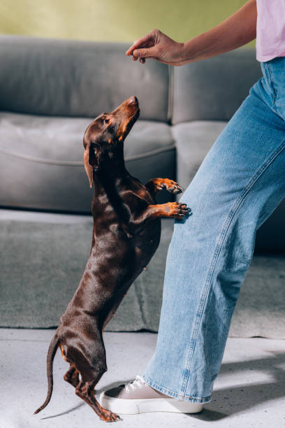 A well-trained brown dachshund stands attentively with its owner, showcasing obedience and companionship in a home setting.