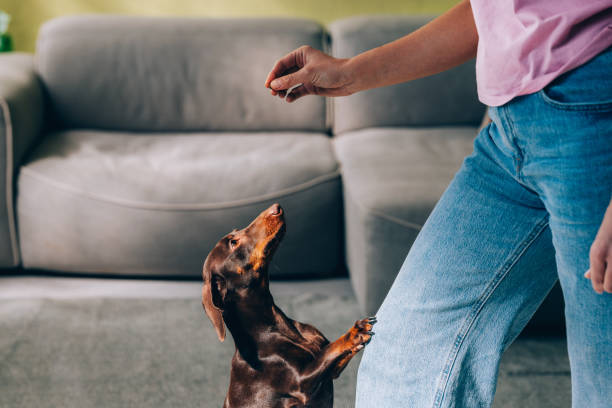 istock Obedient Dog Performing Trick for Treat at Home 2148542500